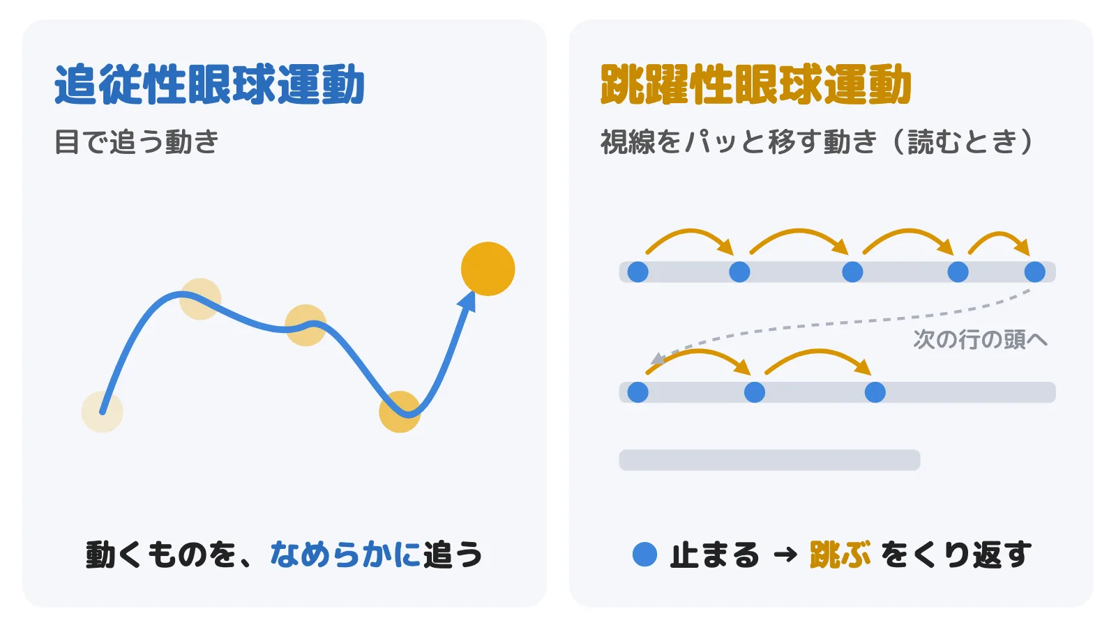 目で追う動きは、動くものに合わせてなめらかに動く。パッと移す動きは、止まっては跳ぶをくり返す